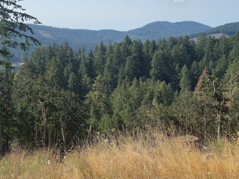 pine trees in the mountains