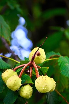A close-up shot capturing several round, spiky, light green horse chestnut pods hanging from a cluster of branches amidst dark green palmately compound leaves. The background is softly out of focus