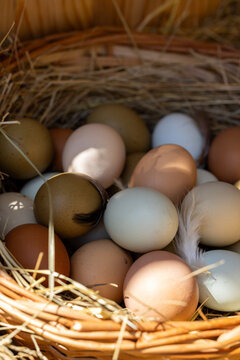 Farm fresh multi colored eggs in rustic basket