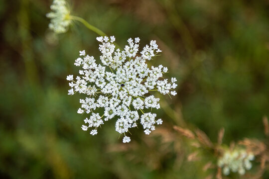 Queen Anns Lace flower