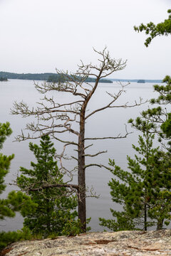 Dead tree in front of lake, cloudy sky