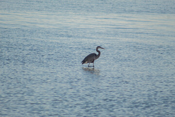 Fototapeta premium great blue heron walking in water - Ardea herodias - native to wetlands and open waters in north america, central america, the caribbean and Galapagos islands 