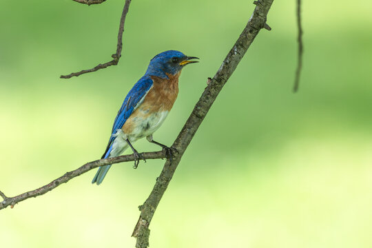 Eastern bluebird perched in a tree.
