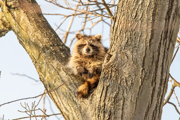 Cute, furry raccoon sitting in a tree with paws hanging down and dark eyes © ChristyLangPhotos