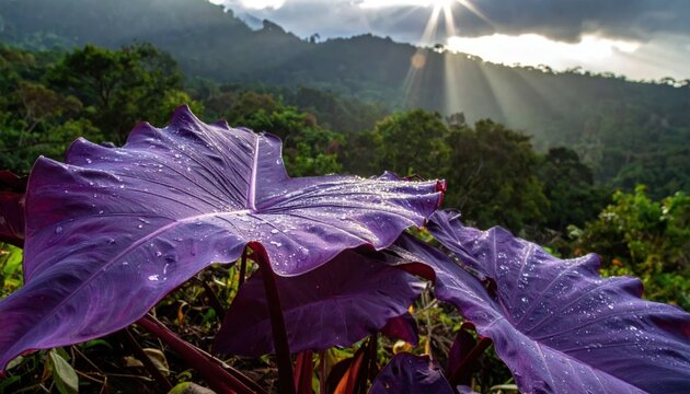 Large purple tropical leaves in misty jungle landscape.
