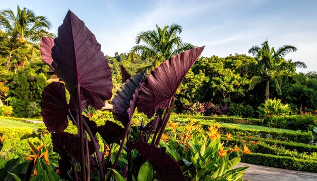 Large dark purple elephant ear leaves in sunny garden.