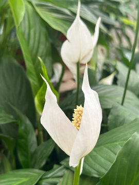 White Peace Lily (Spathiphyllum)