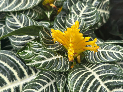 Four-sided flower bract zebra plant (Aphelandra squarrosa)