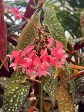 Beautiful white flowers Begonia (Latin - Begonia)