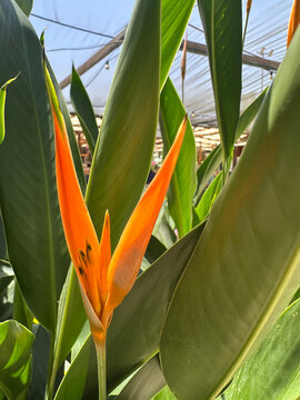 Parrot's beak or parrot flower (Heliconia psittacorum)