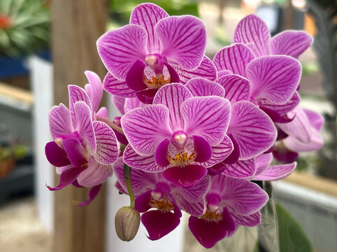 Blooming phalaenopsis orchid in a greenhouse