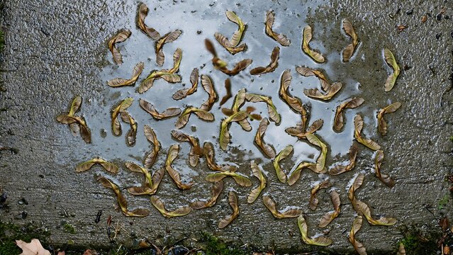 Maple seed samaras scattered on wet ground forming organic pattern. Natural texture background with earthy tones and autumn feel.