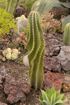 Close-up view of a tall green columnar cactus surrounded by diverse succulents, agave, rocks, and volcanic stones