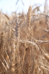 Fototapeta premium Golden wheat spikes growing in field on sunny day, closeup