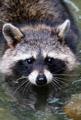 A cute raccoon caught in a candid shot while taking a bath © Yf