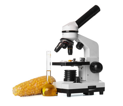 Microscope with corn cob and flask of corn oil, agricultural research and gmo food science