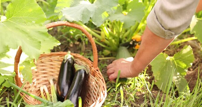 Woman cutting zucchini with pruners in garden on sunny day, closeup