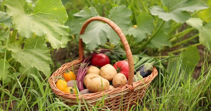 Wicker basket with fresh vegetables on green grass in garden. Camera moving backwards