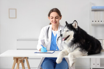 Female veterinarian in blue scrubs and white lab coat examining a husky dog on a white table in a clinic, Animal health and pet care in a modern veterinary clinic setting © Pixel-Shot