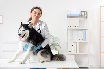 Smiling female veterinarian in a white coat and blue gloves holding a siberian husky on an examination table, the dog has black and white fur with striking blue eyes and its tongue slightly out © Pixel-Shot
