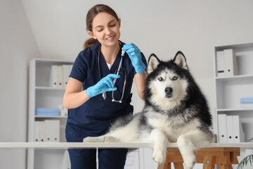 Female veterinarian preparing a syringe for a husky dog during a routine check-up at a modern animal clinic, the dog sits calmly on an examination table in a clean, modern animal clinic © Pixel-Shot