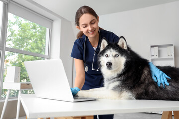Smiling female veterinarian examining a siberian husky dog on a table in a modern clinic with a laptop, the dog has striking blue eyes and heterochromia, resting calmly while the vet uses a laptop © Pixel-Shot