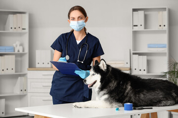 Female veterinarian in medical mask and scrubs with stethoscope holding a clipboard next to a husky dog on an examination table © Pixel-Shot