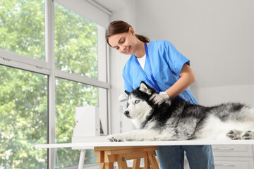 Female veterinarian in blue scrubs examining a husky dog on an examination table in a bright clinic room © Pixel-Shot
