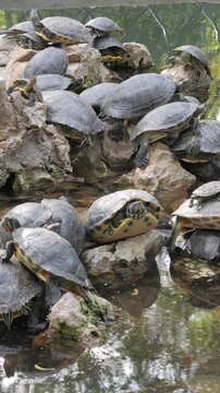 Vertical view of a large group of terrapins basking in the sun on rocks in the National Garden of Athens, Greece.