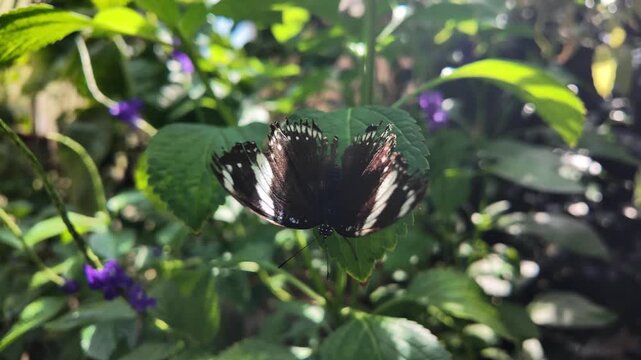 Great Eggfly Hypolimnas bolina opens and closes its wings on a sunlit leaf to regulate body temperature.