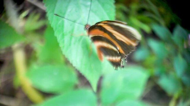 Banded orange longwing Dryadula phaetusa rests and shifts on a green leaf in close macro detail.
