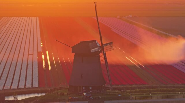 Majestic traditional windmill watering colorful rows of blooming tulips during a vibrant sunset in schermerhorn, netherlands