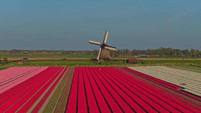 Aerial view of a traditional dutch windmill with its blades turning. A stunning landscape with rows of red, pink, and white tulips