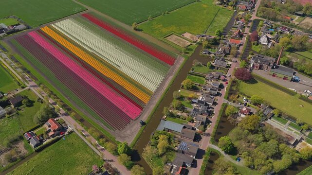 Spectacular aerial view of colorful tulip fields blooming in the netherlands. Drone slowly flying above the beautiful dutch countryside