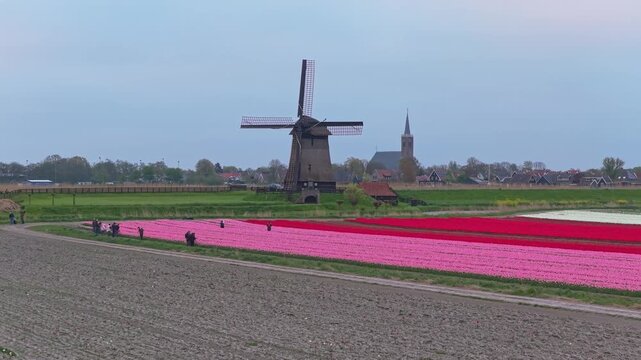 Aerial view of a traditional dutch windmill surrounded by vibrant red and pink tulip fields. Picturesque rural landscape of the netherlands