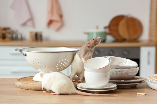 Two domestic rats on a kitchen counter with dishes and a colander, pest control and hygiene
