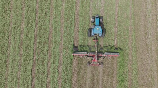 On a farm field in NE Wisconsin, recently cut hay is moved into neat rows using a merger ready for collection by a forage harvester.