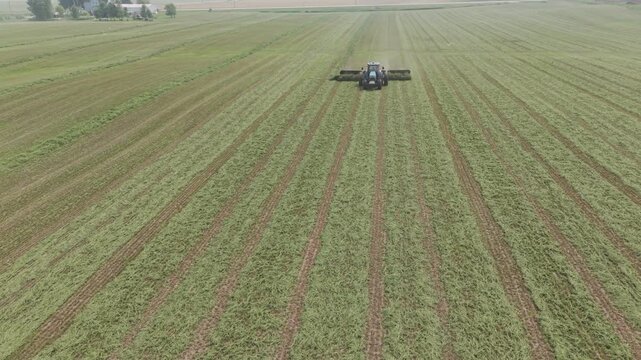 On a farm field in NE Wisconsin, recently cut hay is moved into neat rows using a merger ready for collection by a forage harvester.