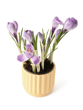 Beautiful crocus flowers in pot on white background