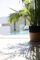 Fototapeta premium Potted palm plant is casting detailed shadows across light tiled floor near pool and glass opening