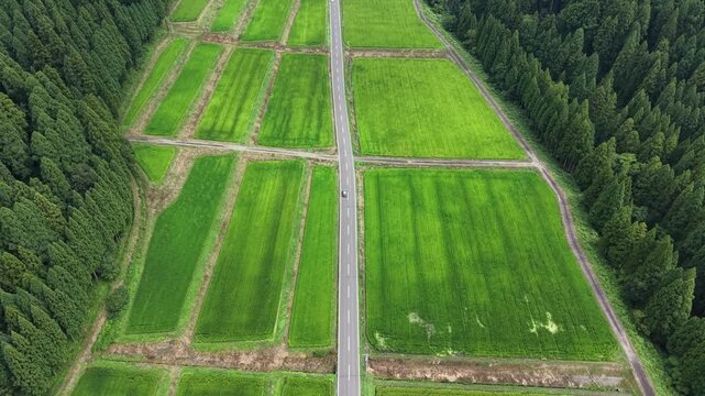 ドローンで撮る日本の風景　緑豊かな田園と森林を貫く一本道　車をゆっくり追うシネマティックで爽やかな夏の空撮