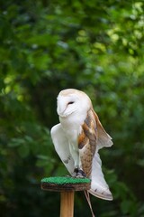 Płomykówka zwyczajna (Tyto alba) stojąca na pniaku pokrytym zieloną sztuczną trawą. Nocny ptak drapieżny z jasną, sercowatą tarczą twarzową, sfotografowany z widocznymi szczegółami piór i sylwetki. © Adam