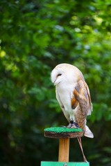 Płomykówka zwyczajna (Tyto alba) stojąca na drewnianym pniaku pokrytym sztuczną trawą. Charakterystyczna nocna sowa o jasnej, sercowatej tarczy twarzowej i delikatnym, jasnym upierzeniu. © Adam