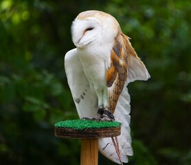Płomykówka zwyczajna (Tyto alba) siedząca na drewnianym pniaku pokrytym sztuczną trawą. Charakterystyczne upierzenie wyróżniają tego nocnego ptaka. © Adam