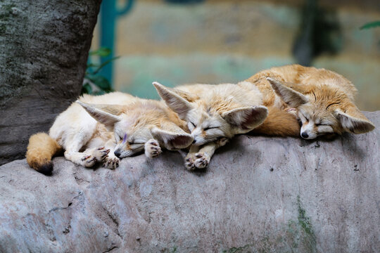 The little foxes sleeping together in cute poses