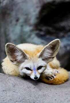 A close-up of the big ears of a little fox with purple markings