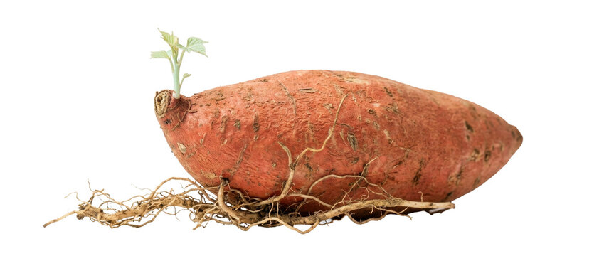 Sprouted raw sweet potato tuber showing green leaves fibrous roots isolated studio photography commercial food background
