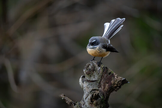 Small fantail bird perched on a weathered tree stump in soft natural light