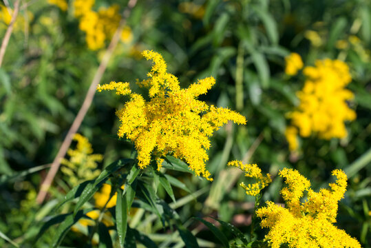 Canada goldenrod, 
Solidago canadensis flowers closeup selective focus