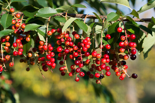 wild black cherry
Prunus serotina berries closeup selective focus